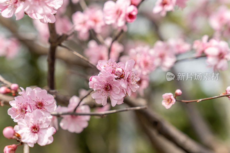 冬天梅花盛开的特写