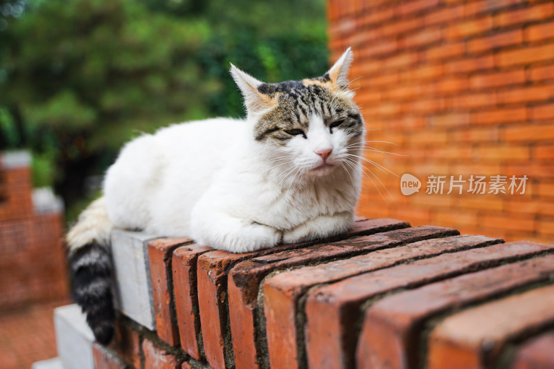 流浪猫趴在红砖墙上休息