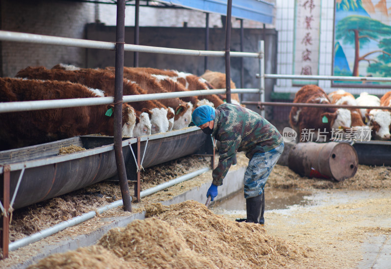 养牛工人正在给小牛喂饲料