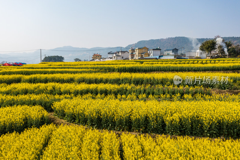 航拍云南丙麻乡油菜花田园风光