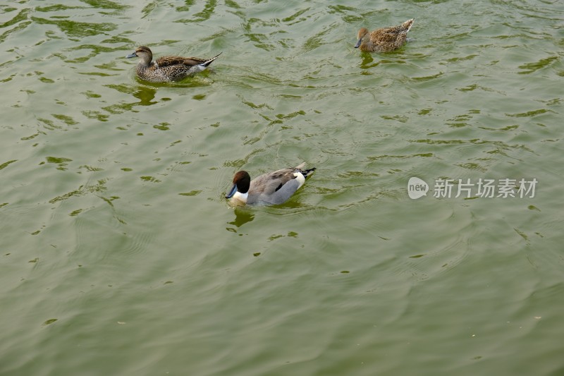 大鹅鸭子家禽