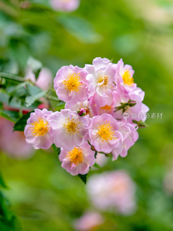 春天蔷薇植物开花特写