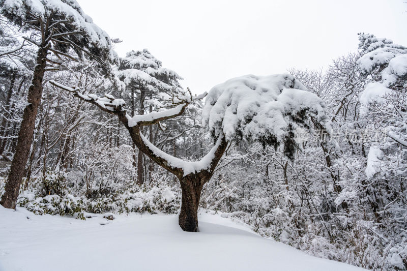 积雪覆盖的树林景象(黄山麒麟松)