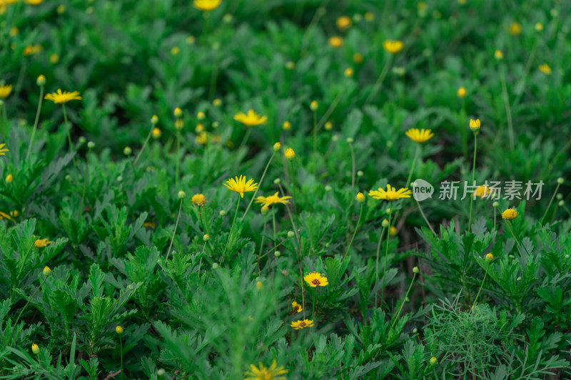 黄花植物黄金菊