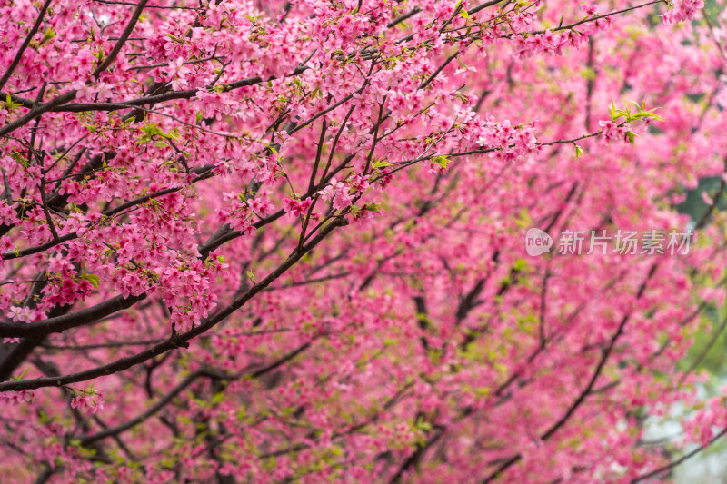 樱花绽放