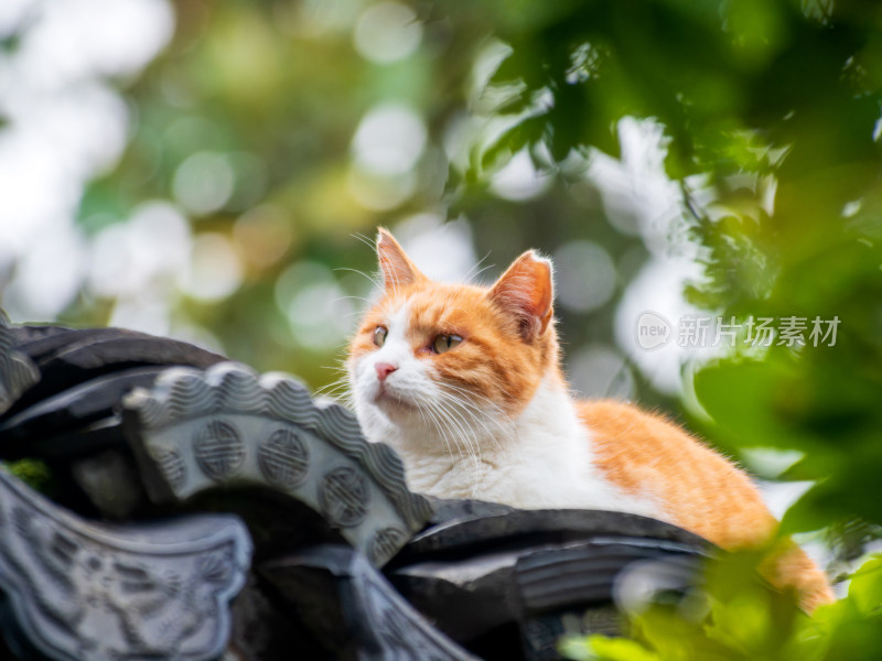 园林屋顶橘猫