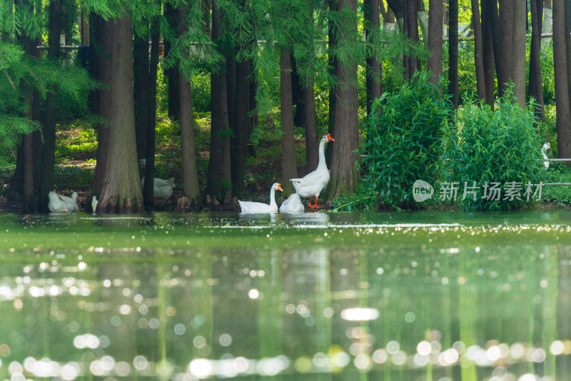 树林边水中嬉戏的白鹅自然生态景象