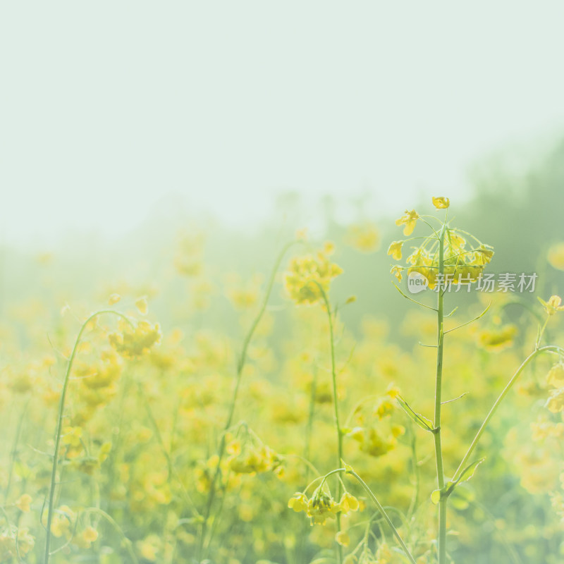 阳光下大片黄色油菜花田的清新自然景象