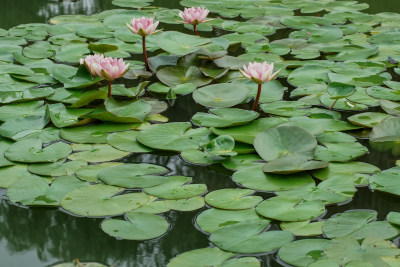 北京国家植物园睡莲