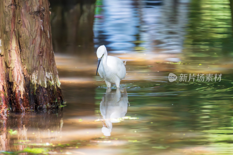 水边白鹭觅食的景象