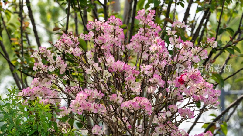 春天的园林植物三角梅开花