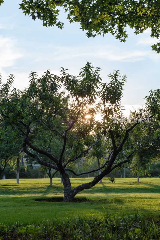 夕阳下的桃树