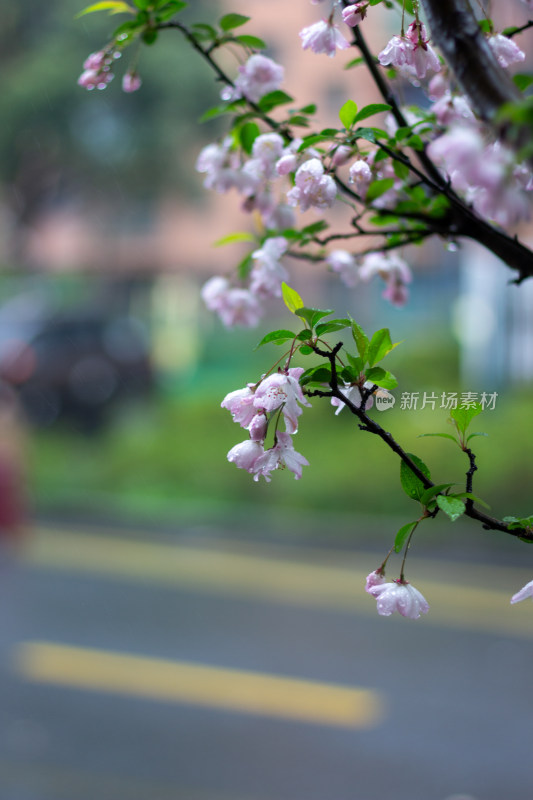 雨中的粉色海棠花素材