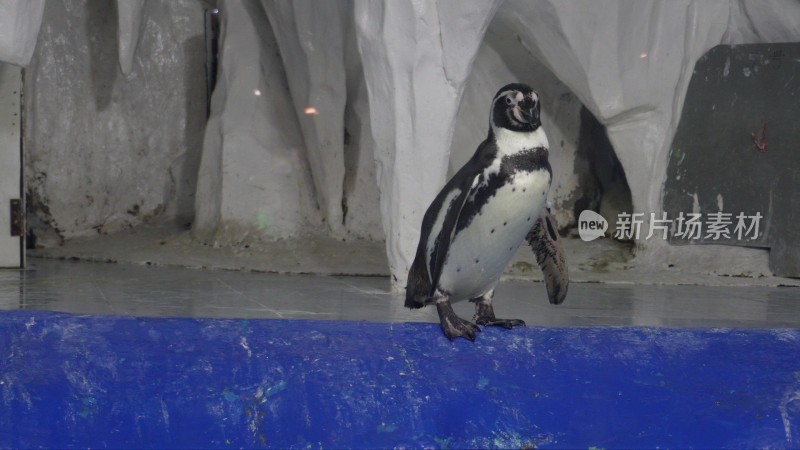 南极企鹅站立海洋馆动物园