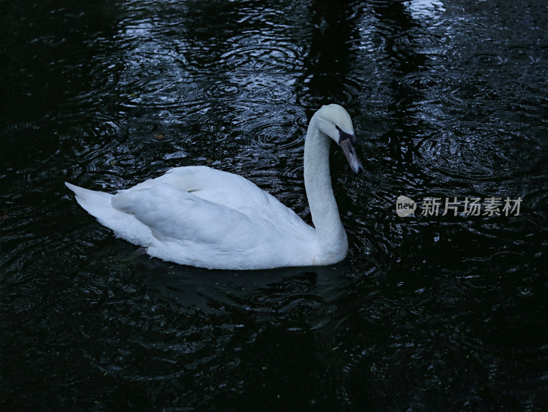 池塘里的动物白天鹅
