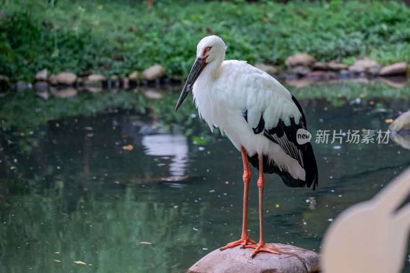 湖边的白鹤特写