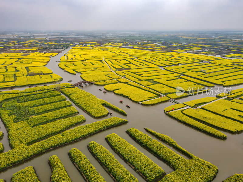 江苏扬州千垛油菜花金黄色运河航拍