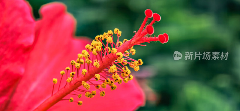 朱槿花的花头特写