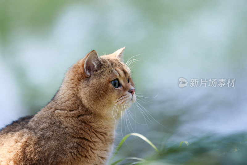 公园里的宠物猫金渐层