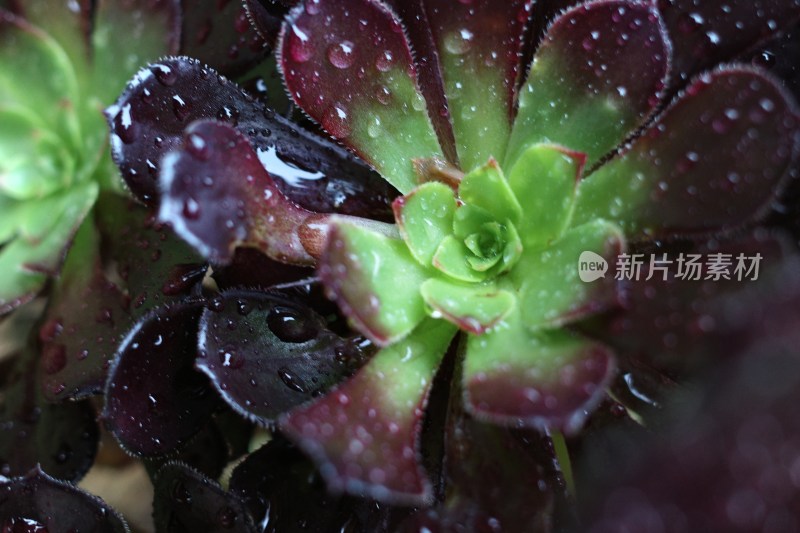 带水珠的多肉植物特写