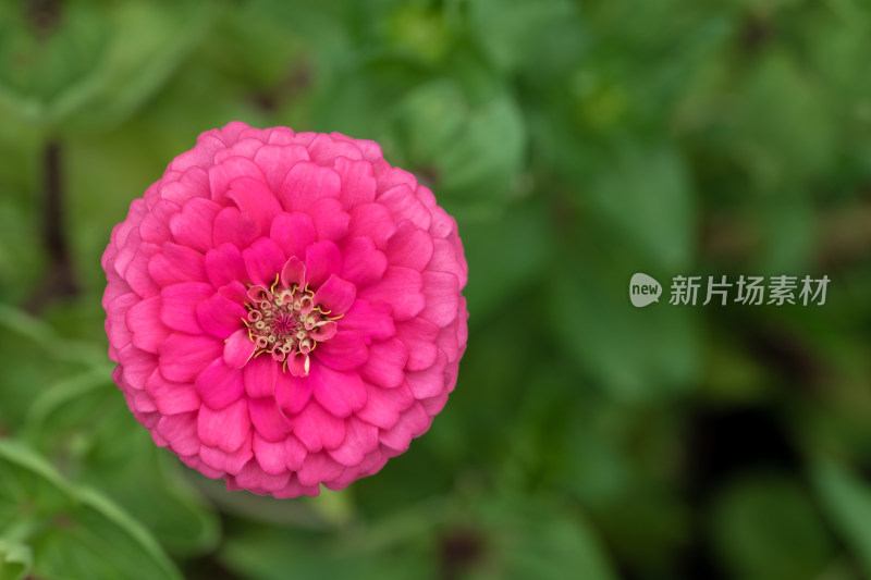 百日菊微距特写