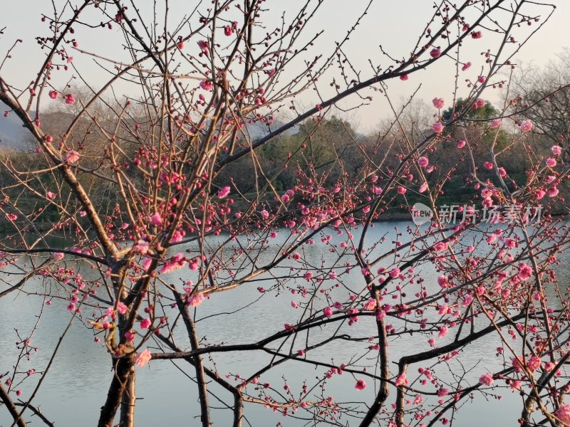 湖边盛开的粉色梅花景象