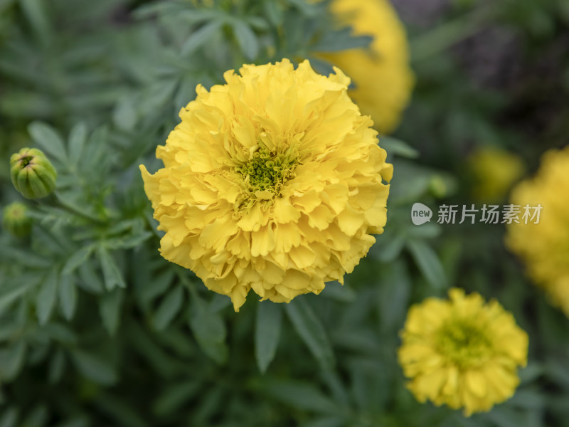 花，菊花，万寿菊，美丽的花