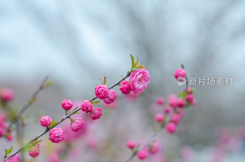 清明时节，含苞待放的榆叶梅花枝特写