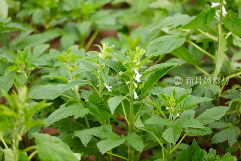 开花结果的芝麻田