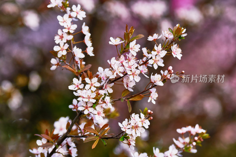 盛开的樱花