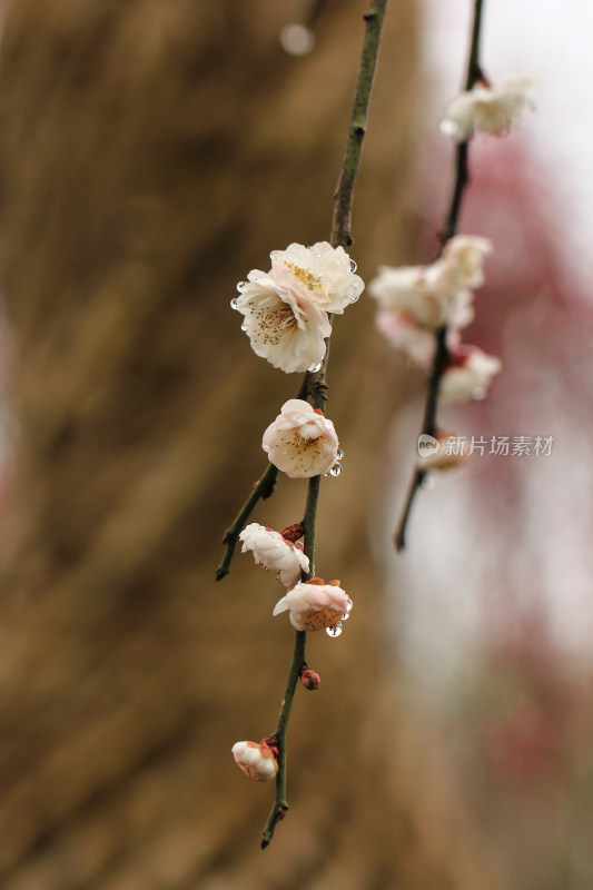 春天白色梅花盛开