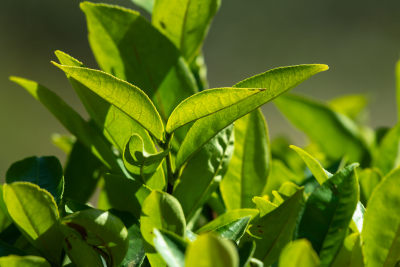 阳光下茶园里嫩绿的茶叶特写