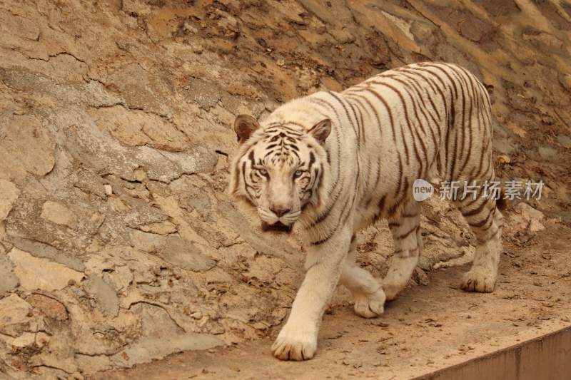 百兽之王老虎猛虎东北虎白虎虎威