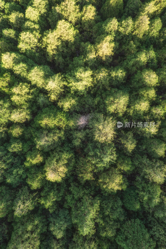 孤单的枯萎松树在松林里