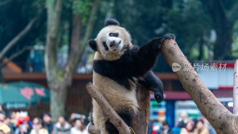 爬树的大熊猫