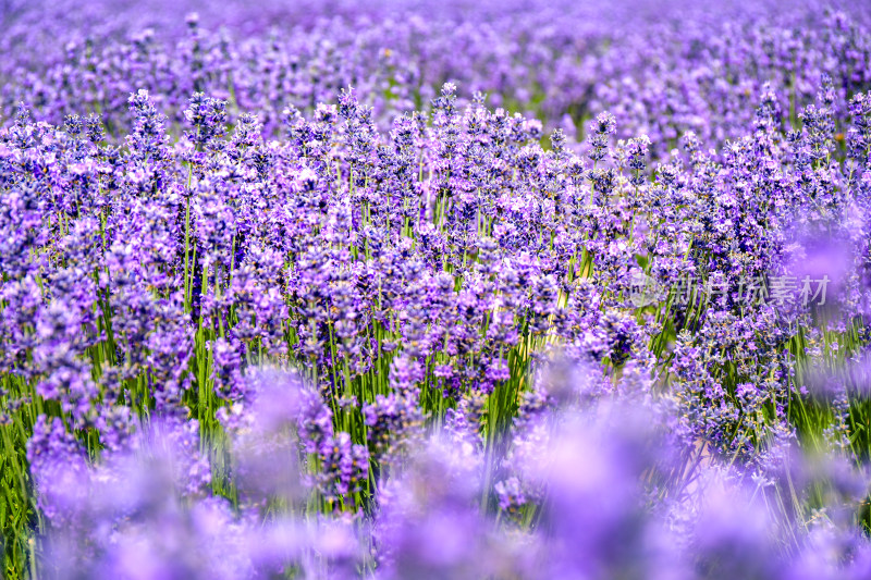 薰衣草花海