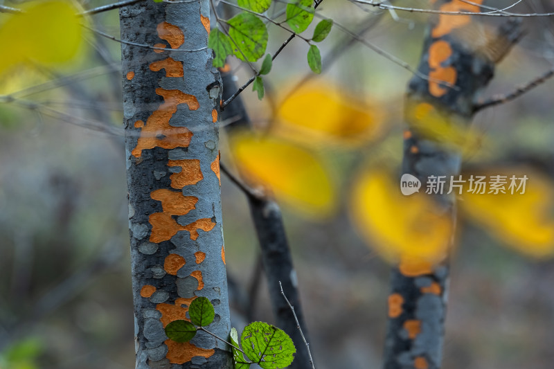 秋天森林树木自然风景