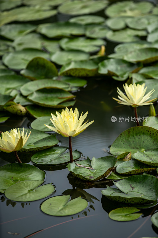 植物园睡莲特写