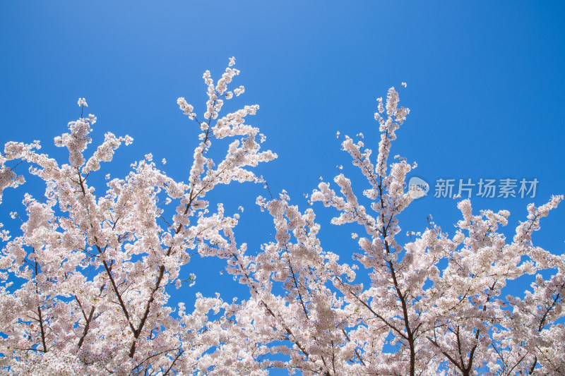 大连春天蓝天背景下盛开的樱花