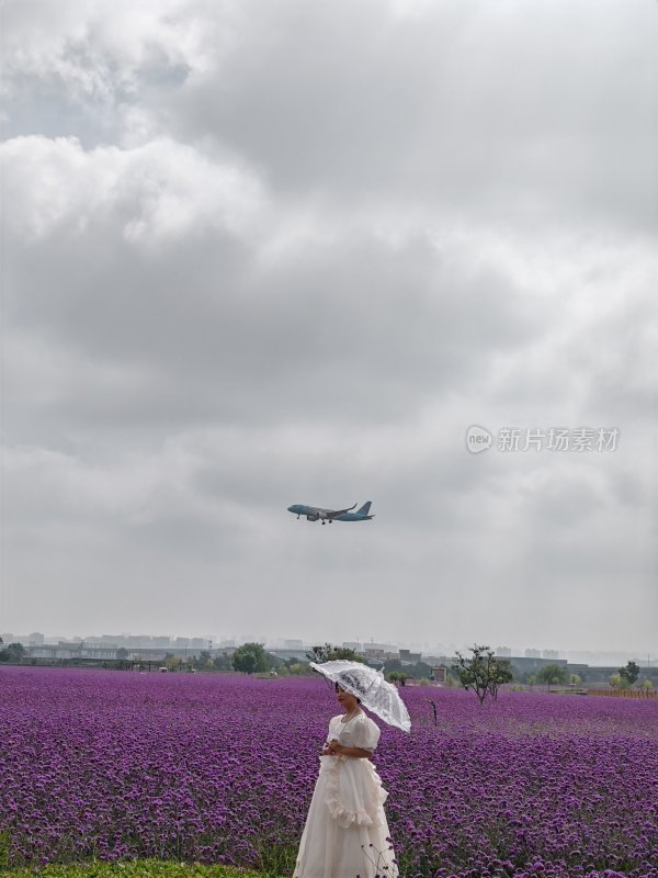 紫色花海，风景宣传片，景区宣传片