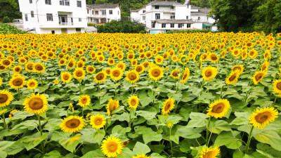 美丽田野田园太阳花葵花花朵向日葵航拍