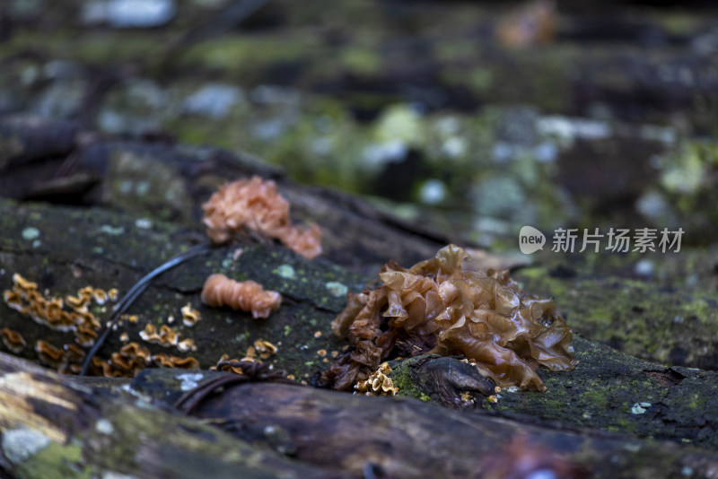 大自然森林生态环境白木耳特写