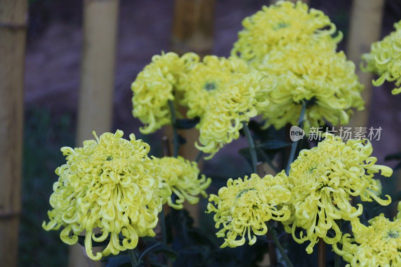 黄色菊花 丝状菊花 金丝菊花 