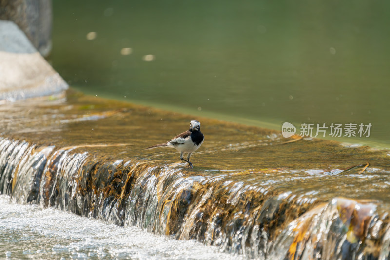 白鹡鸰戏水