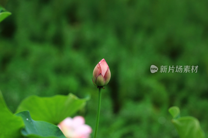 含苞待放的荷花花骨朵