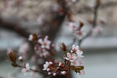 特写绽放的粉色花卉