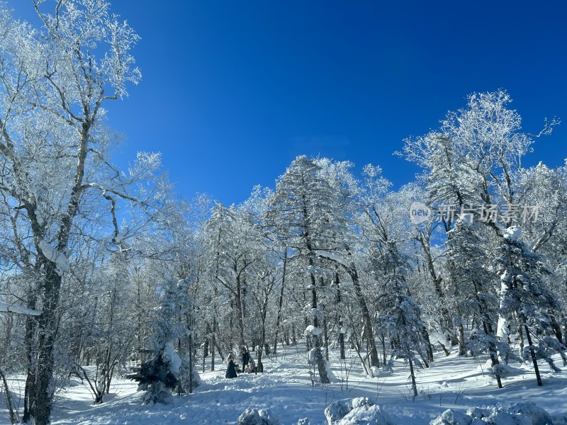 冬日雪覆树林风景