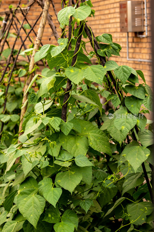 豆角开花豆角花豆角枝繁叶茂