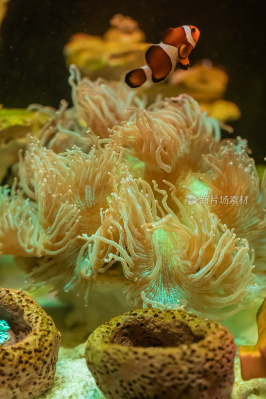 海缸水生物