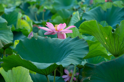 夏日池塘荷花